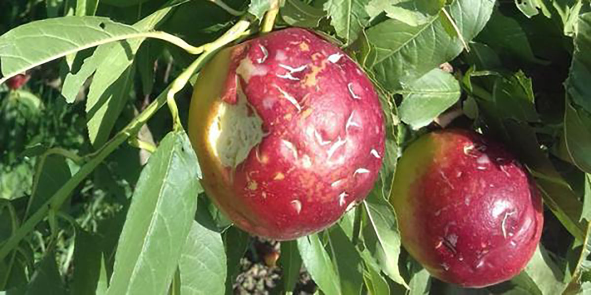 La grandine non dà tregua all’ortofrutta spagnola